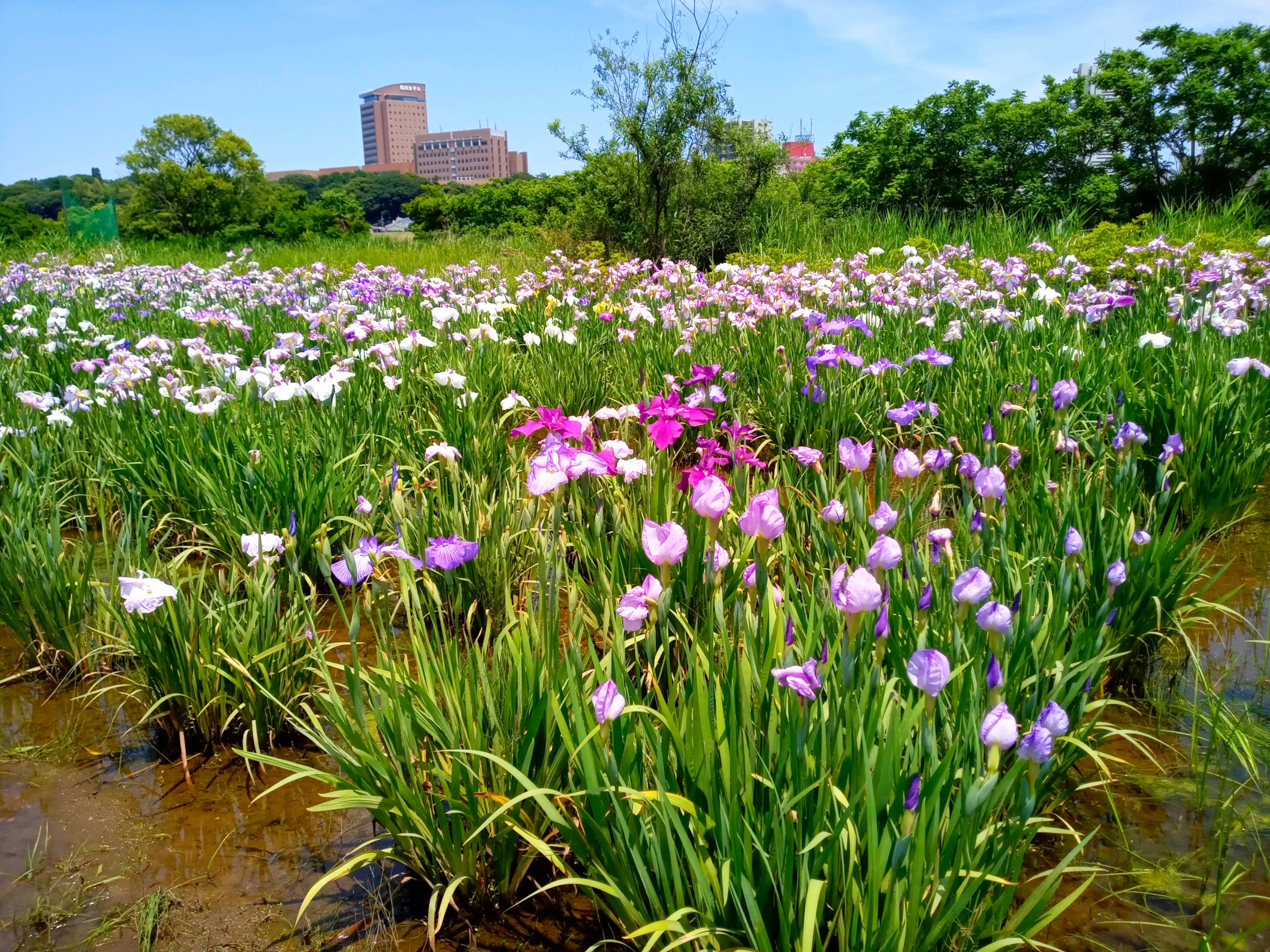 令和５年小岩菖蒲園に咲くあやめの花１