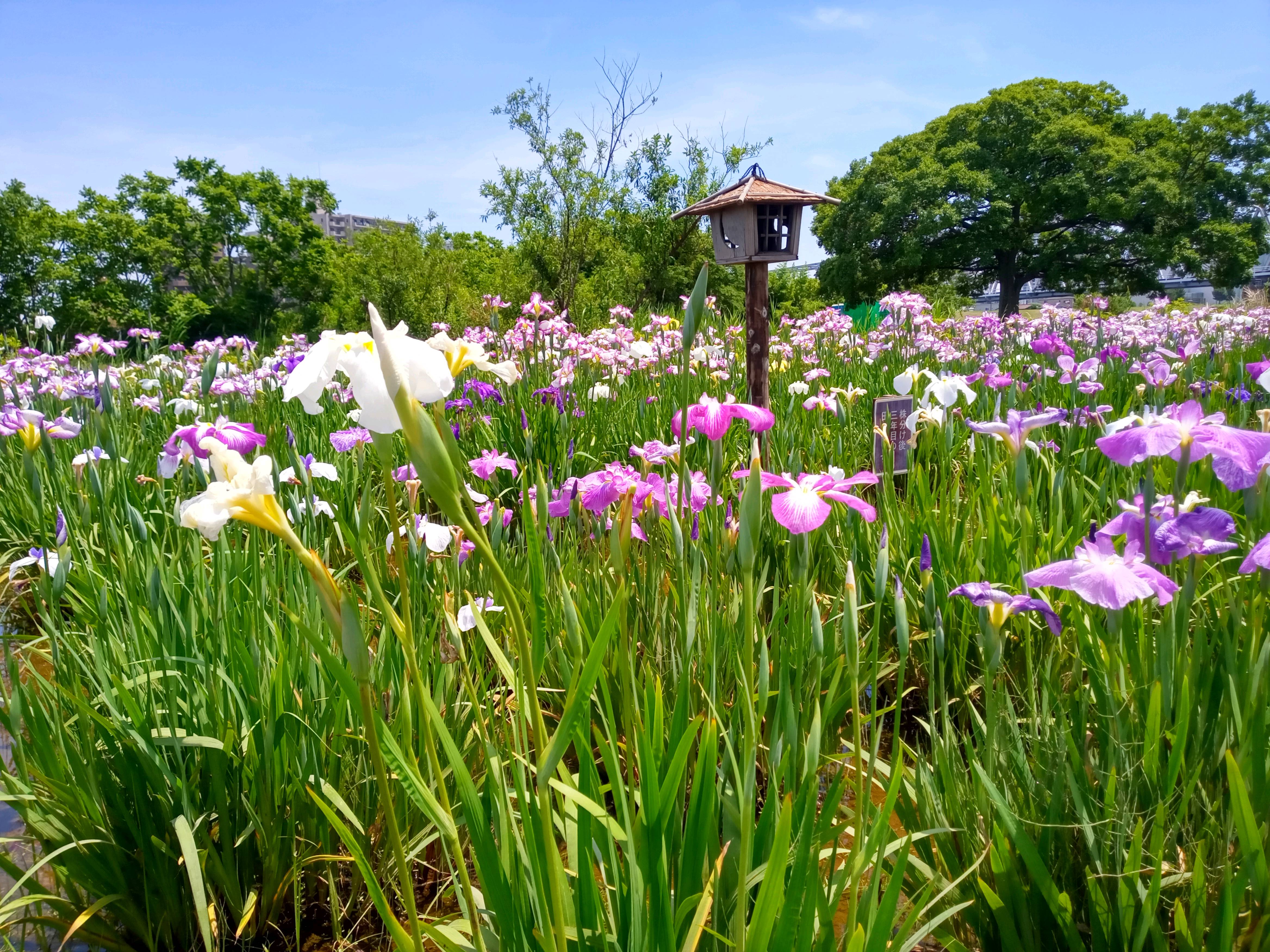 令和５年小岩菖蒲園に咲くあやめの花２