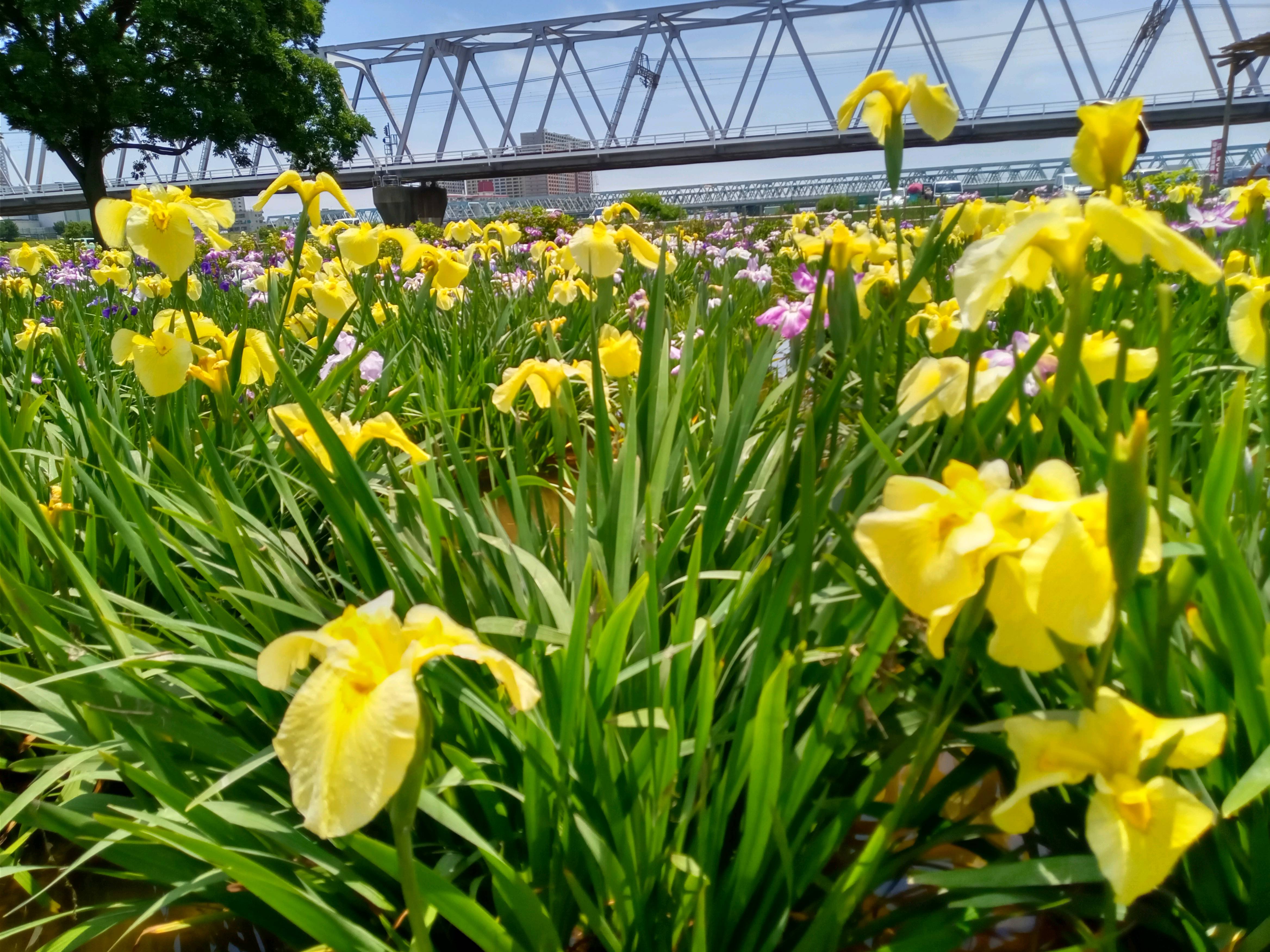 令和５年小岩菖蒲園に咲くあやめの花３