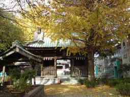 大野山浄光寺の公孫樹