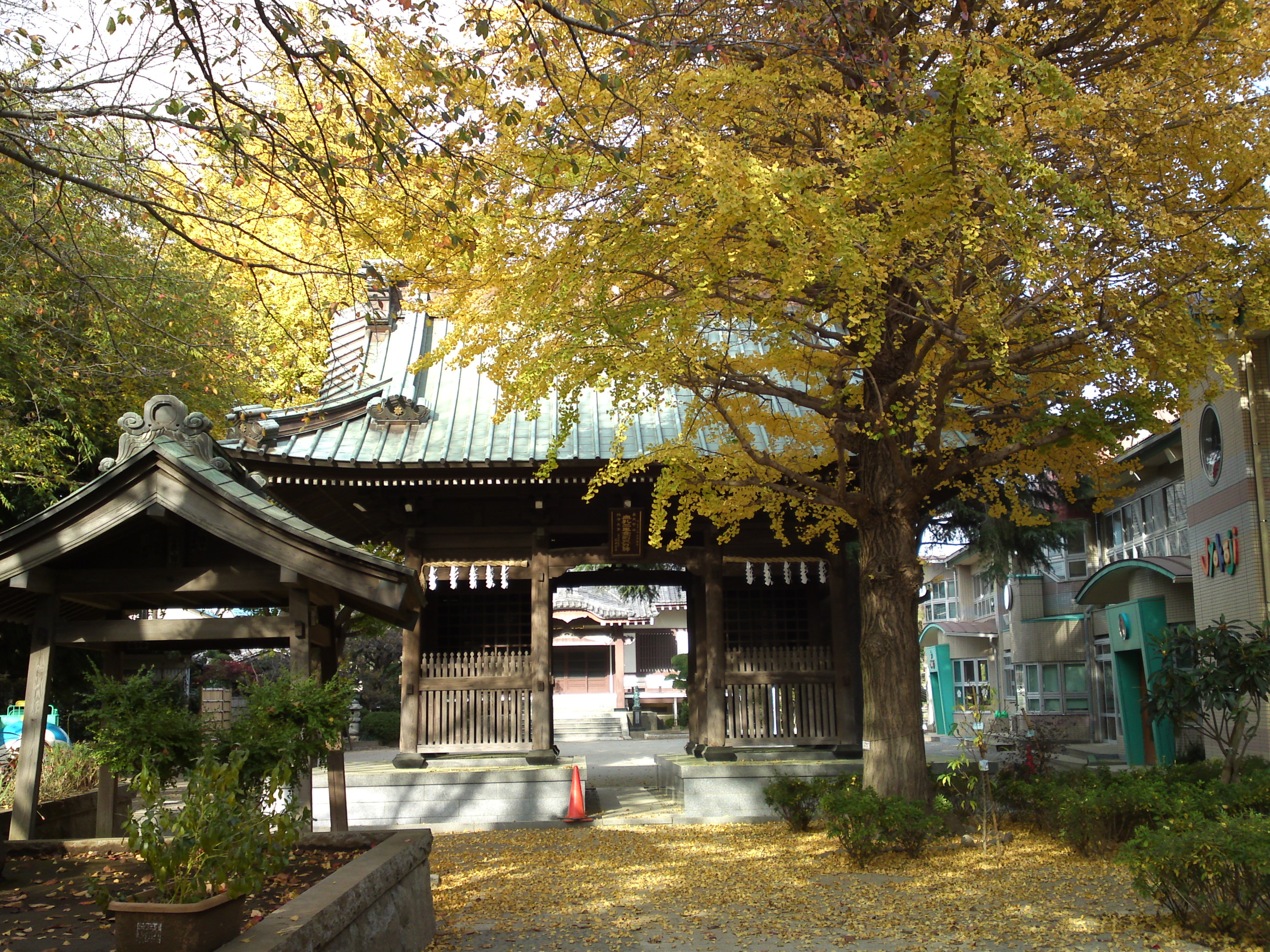 2016年大野山浄光寺の公孫樹の絨毯