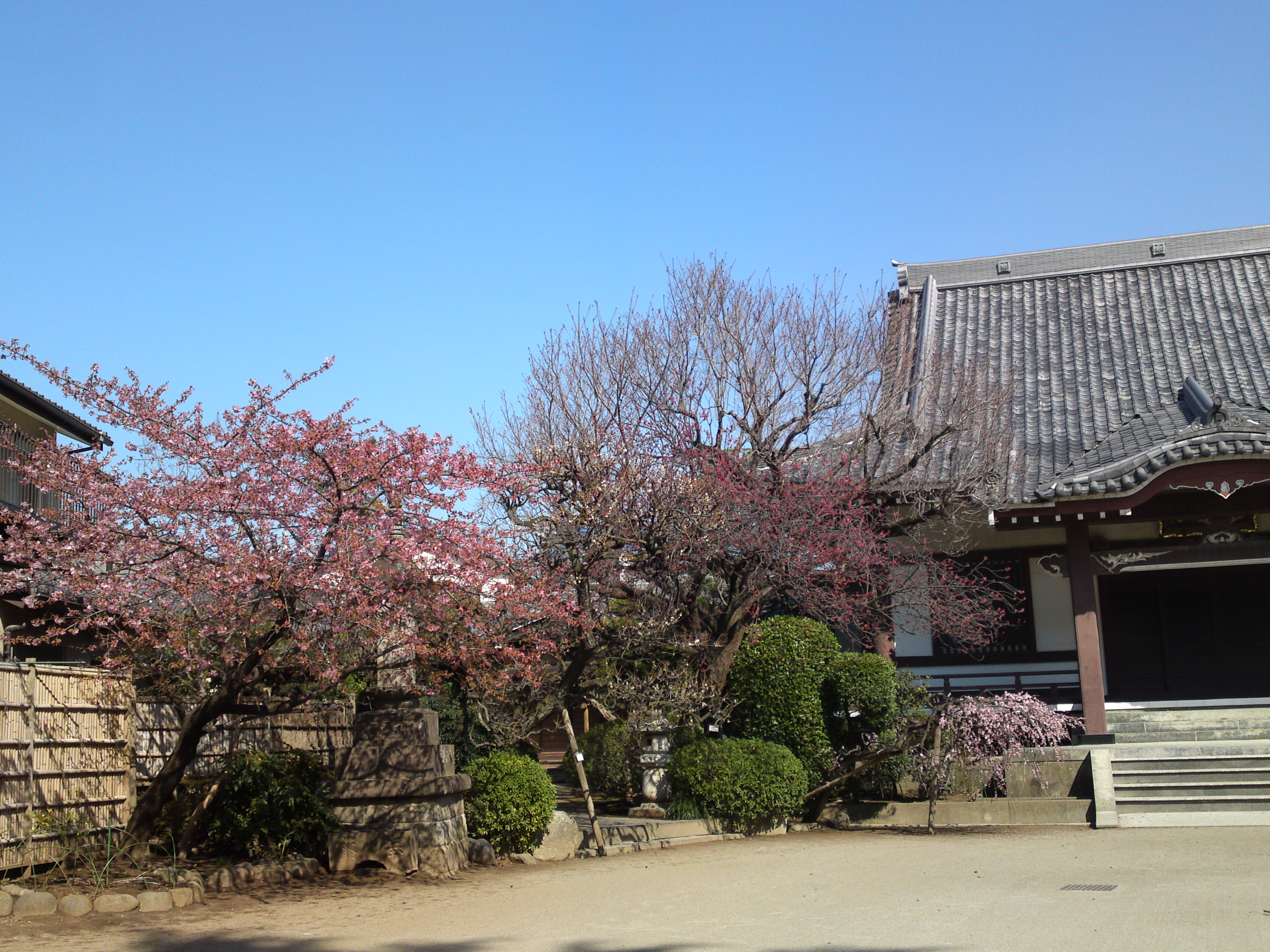 2019年大野山浄光寺に咲く梅と桜の花１