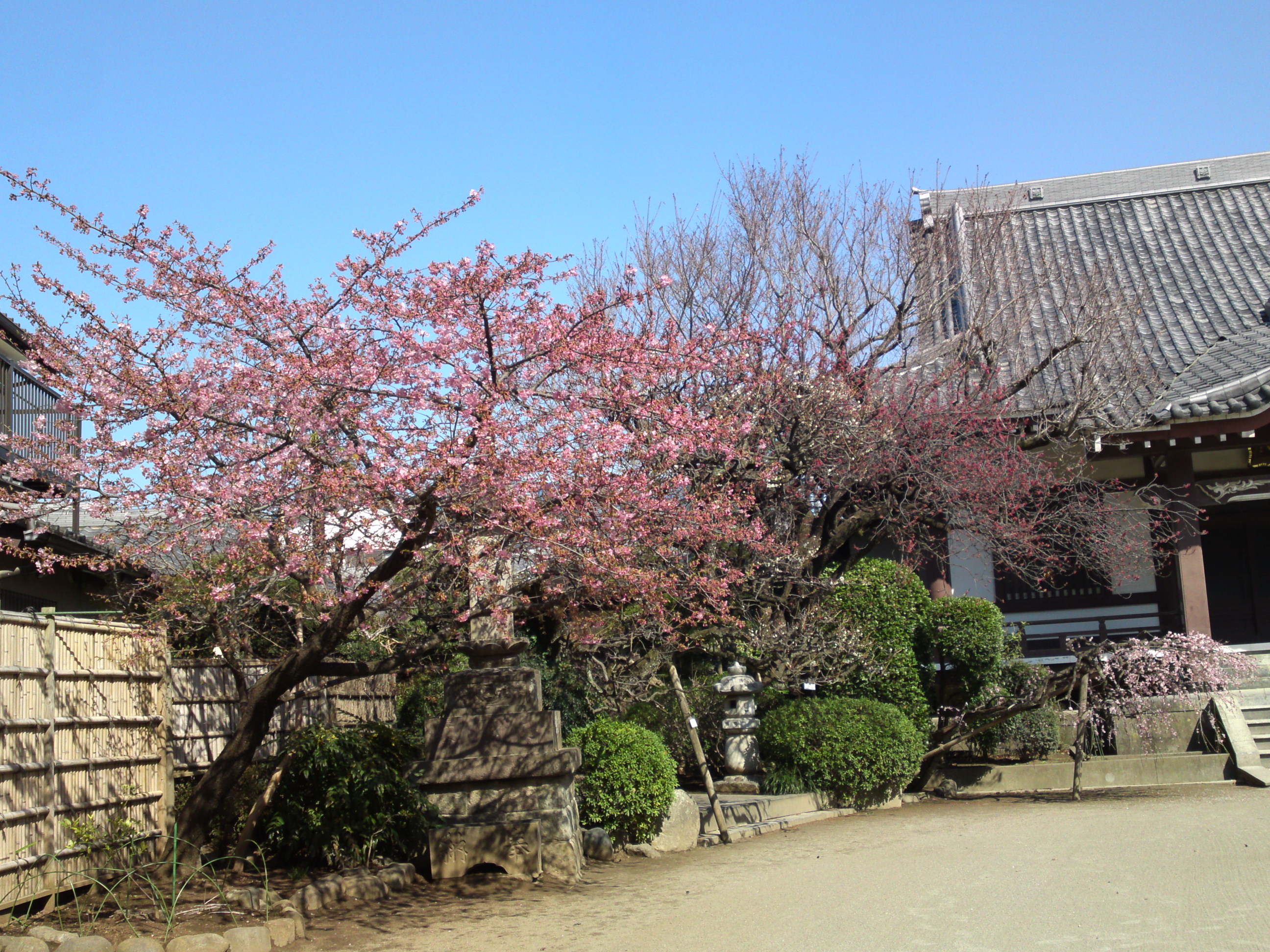 2019年大野山浄光寺に咲く梅と桜の花２