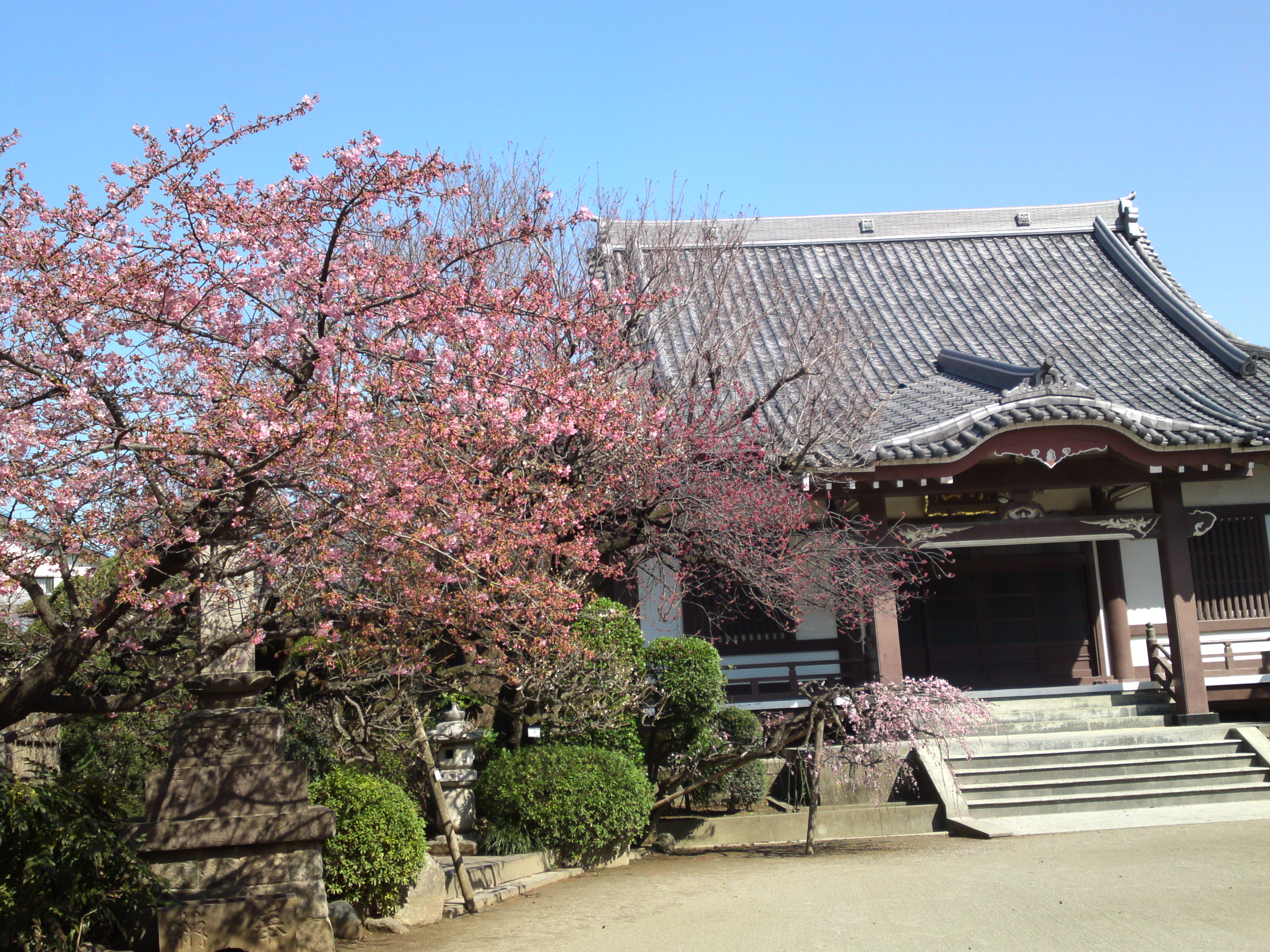 2019年大野山浄光寺に咲く梅と桜の花３