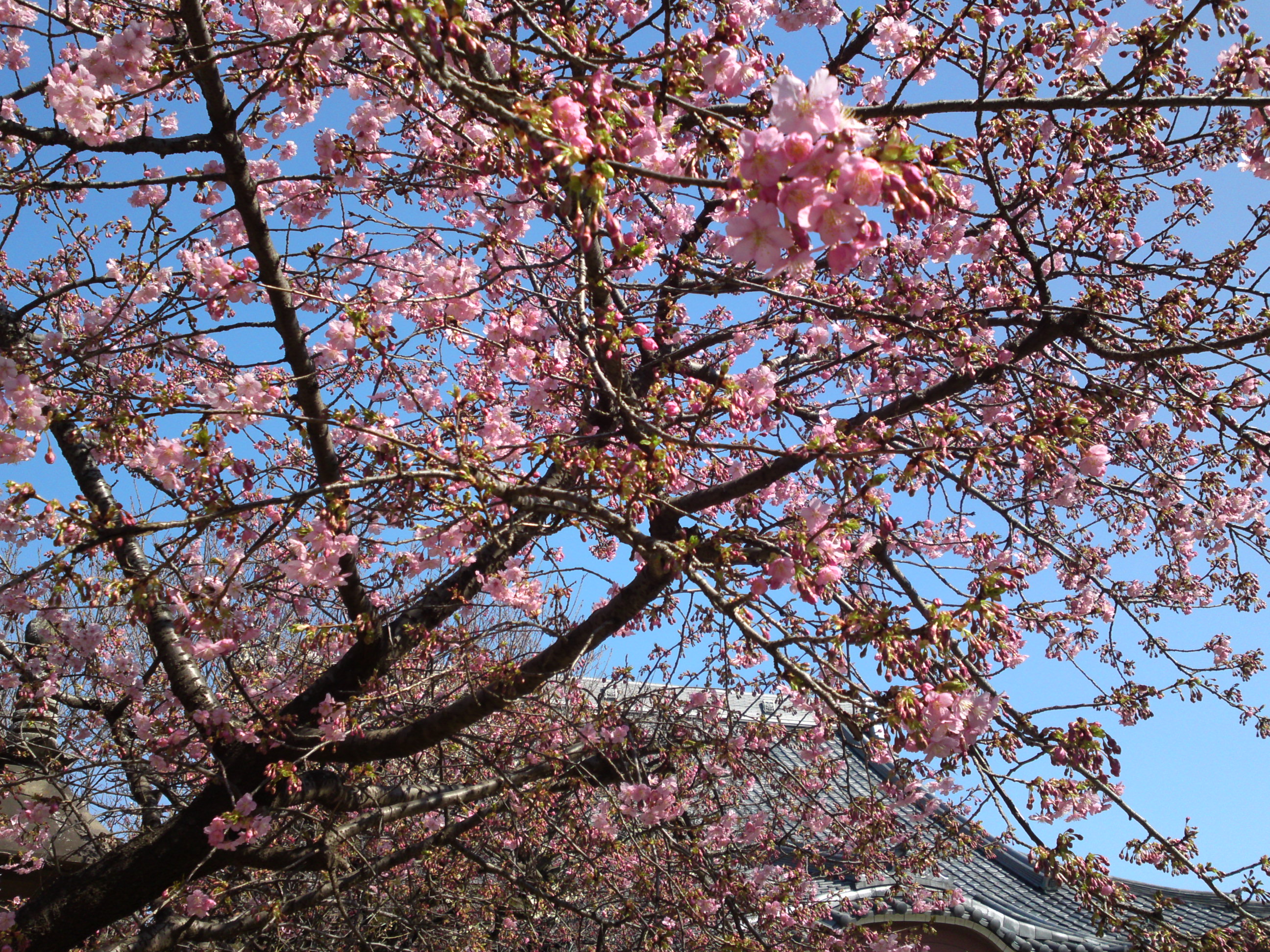 2019年大野山浄光寺に咲く梅と桜の花４