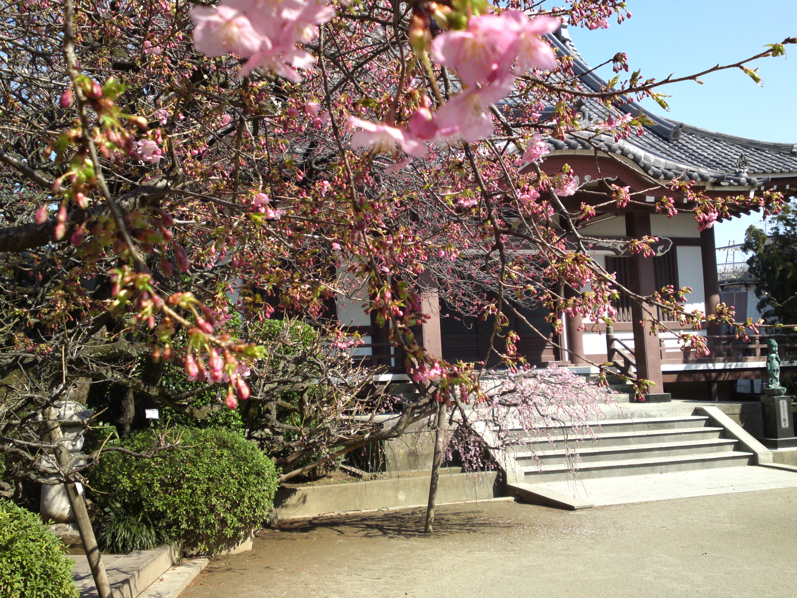 2019年大野山浄光寺に咲く梅と桜の花５