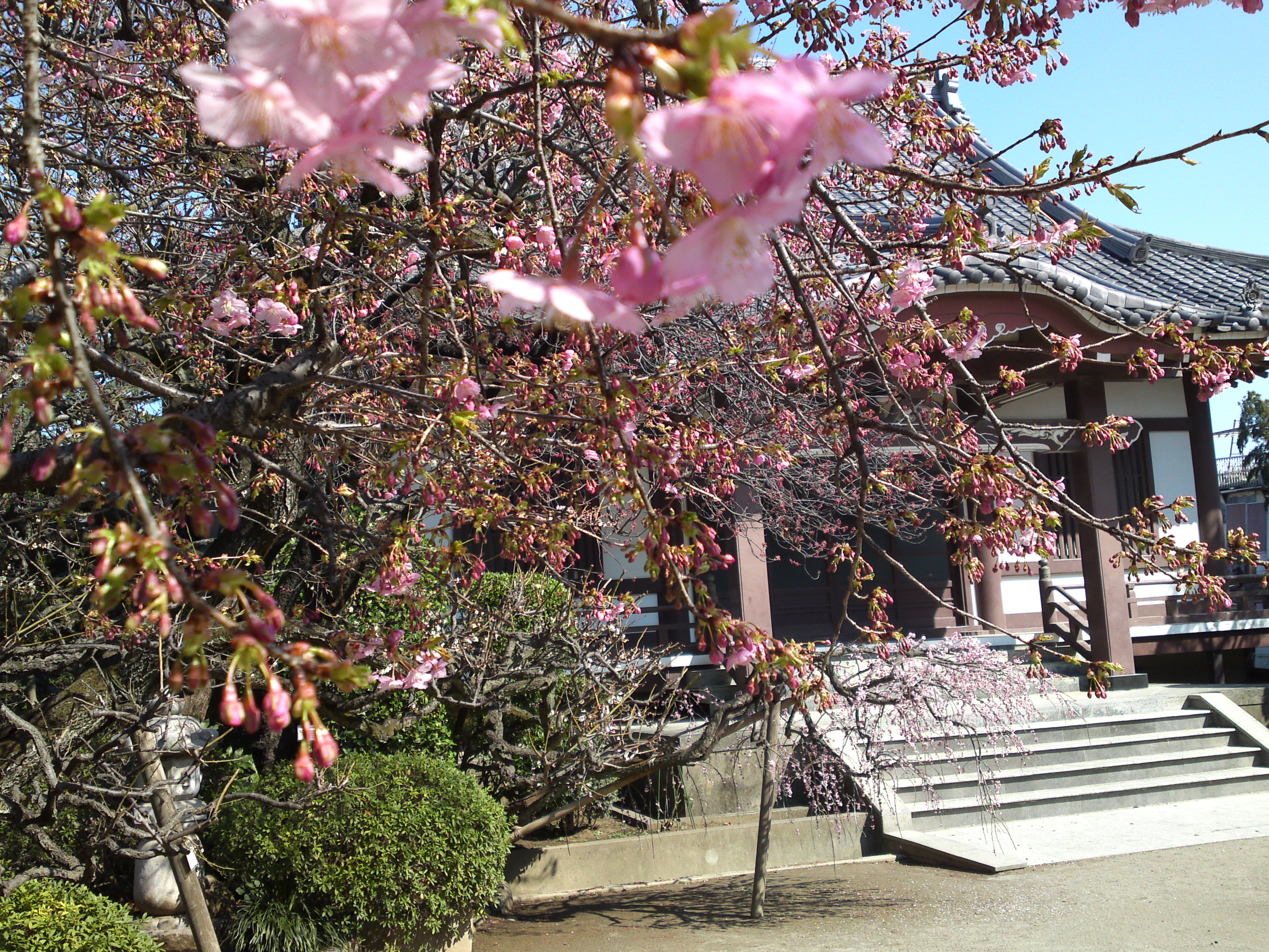 2019年大野山浄光寺に咲く梅と桜の花６