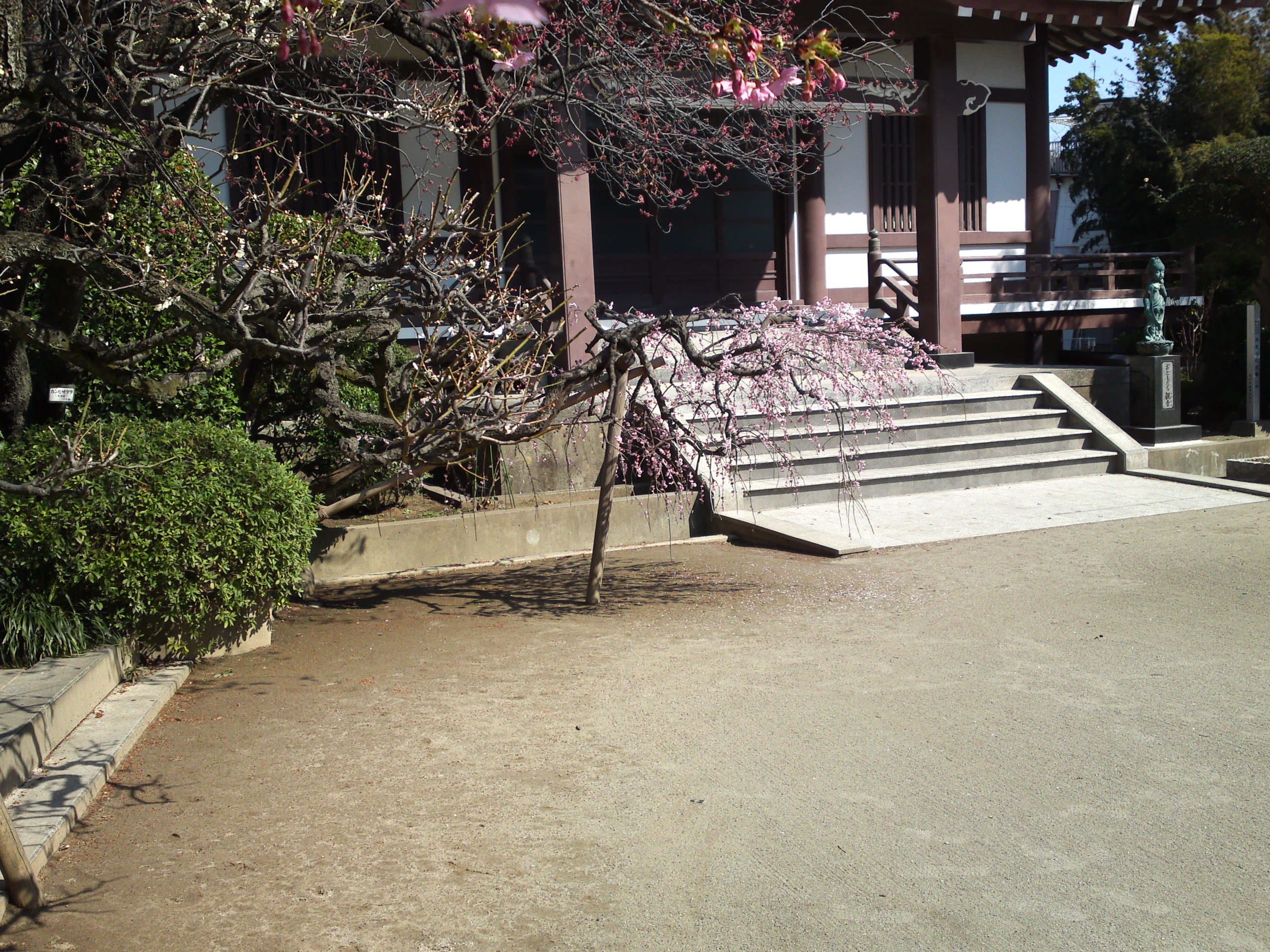 2019年大野山浄光寺に咲く梅と桜の花８
