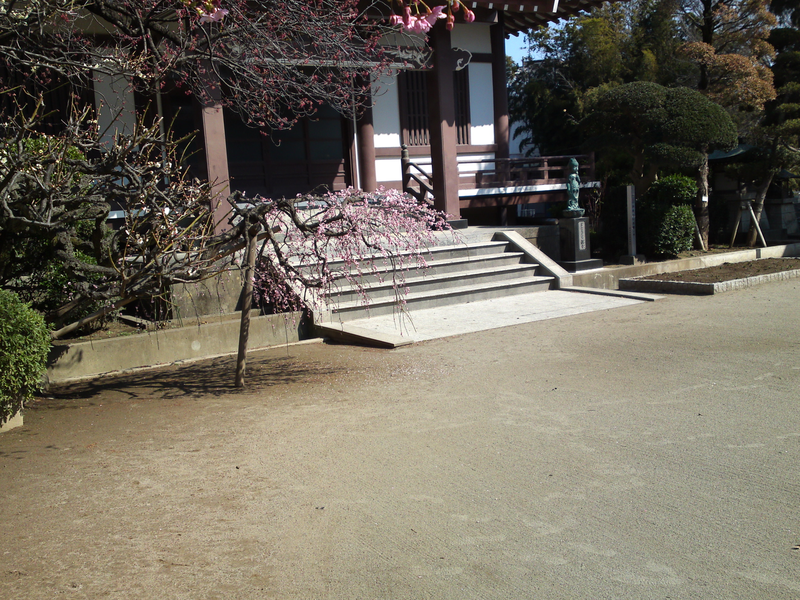 2019年大野山浄光寺に咲く梅と桜の花９