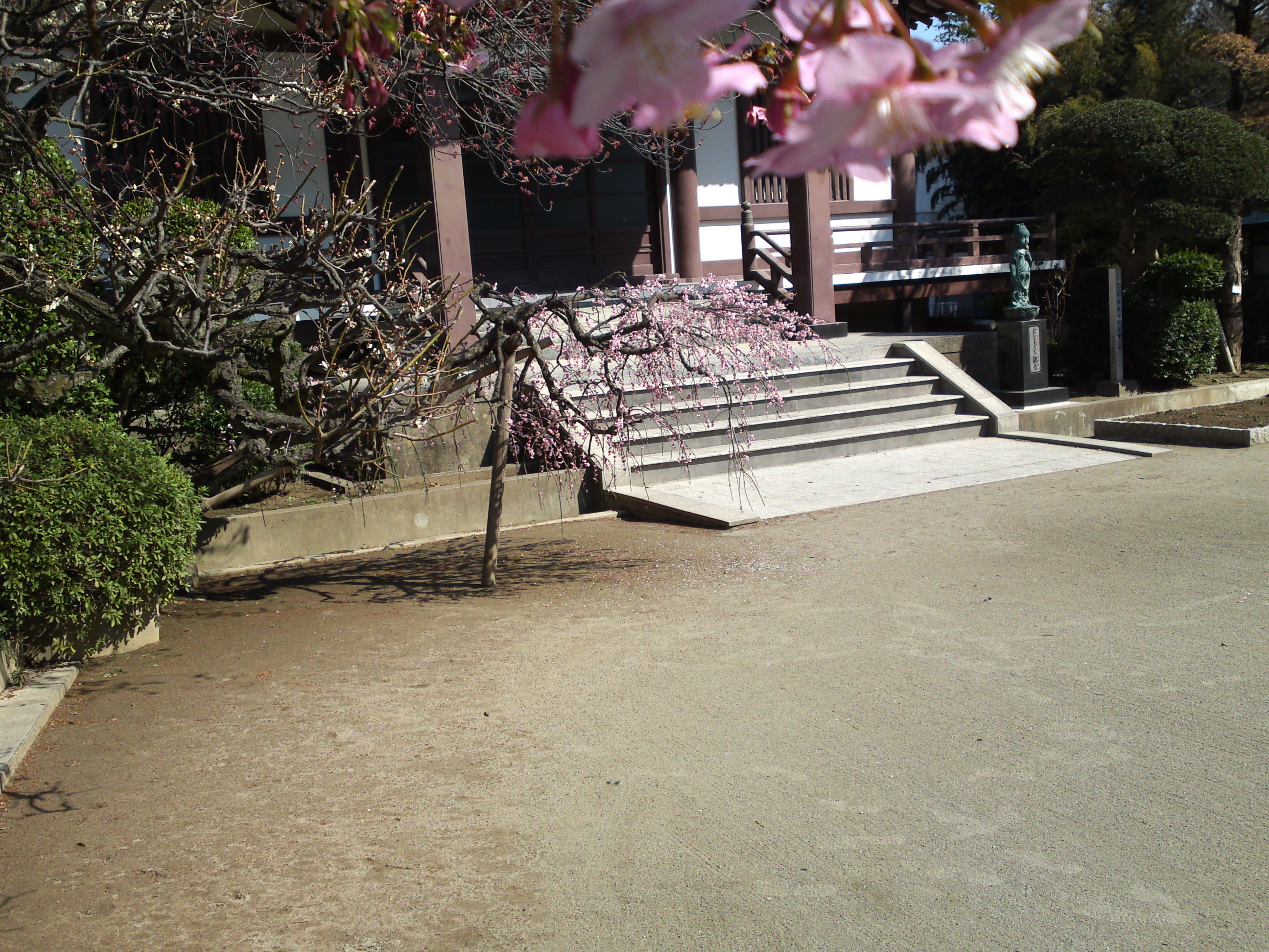 2019年大野山浄光寺に咲く梅と桜の花１０
