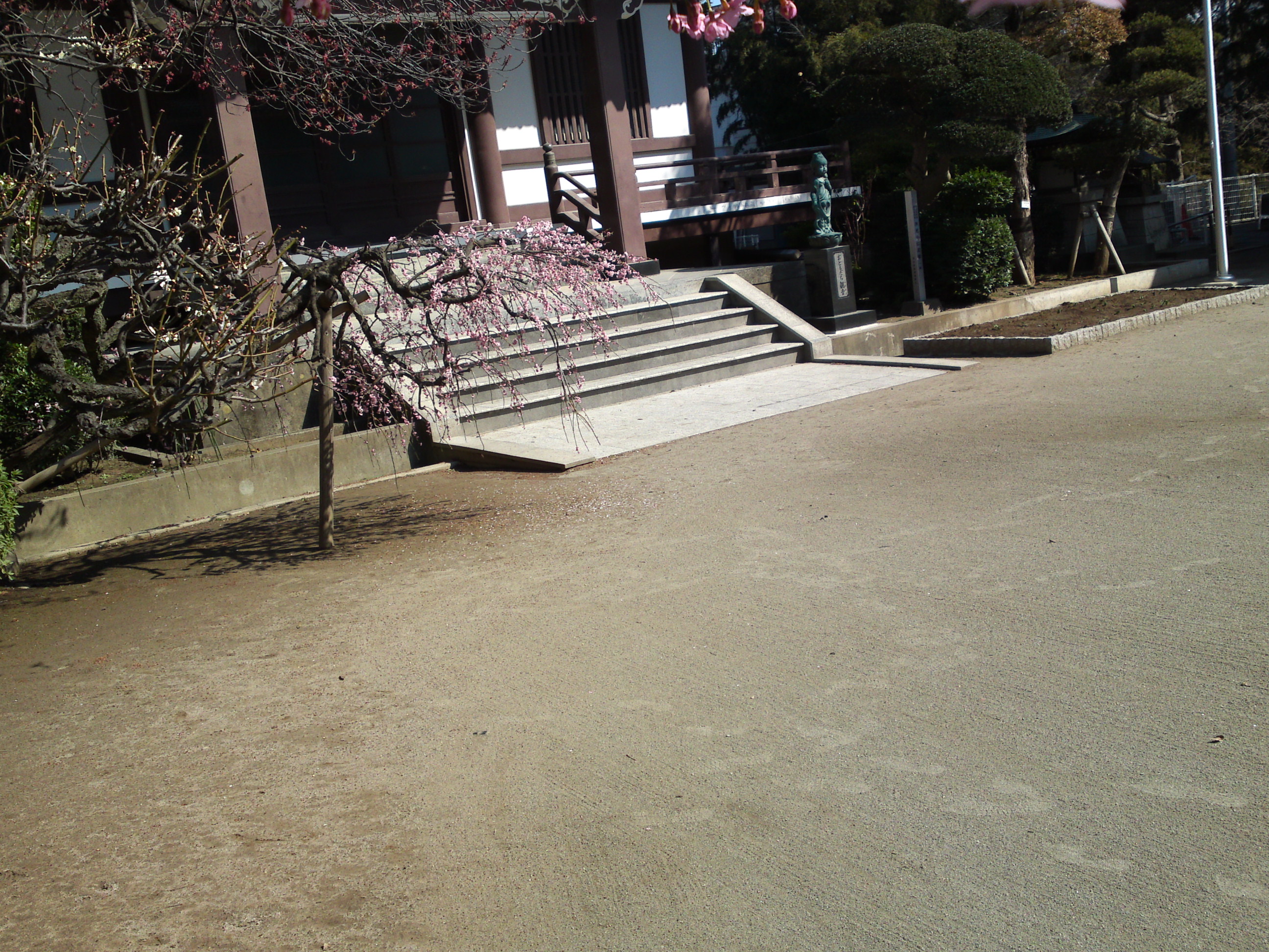 2019年大野山浄光寺に咲く梅と桜の花１１
