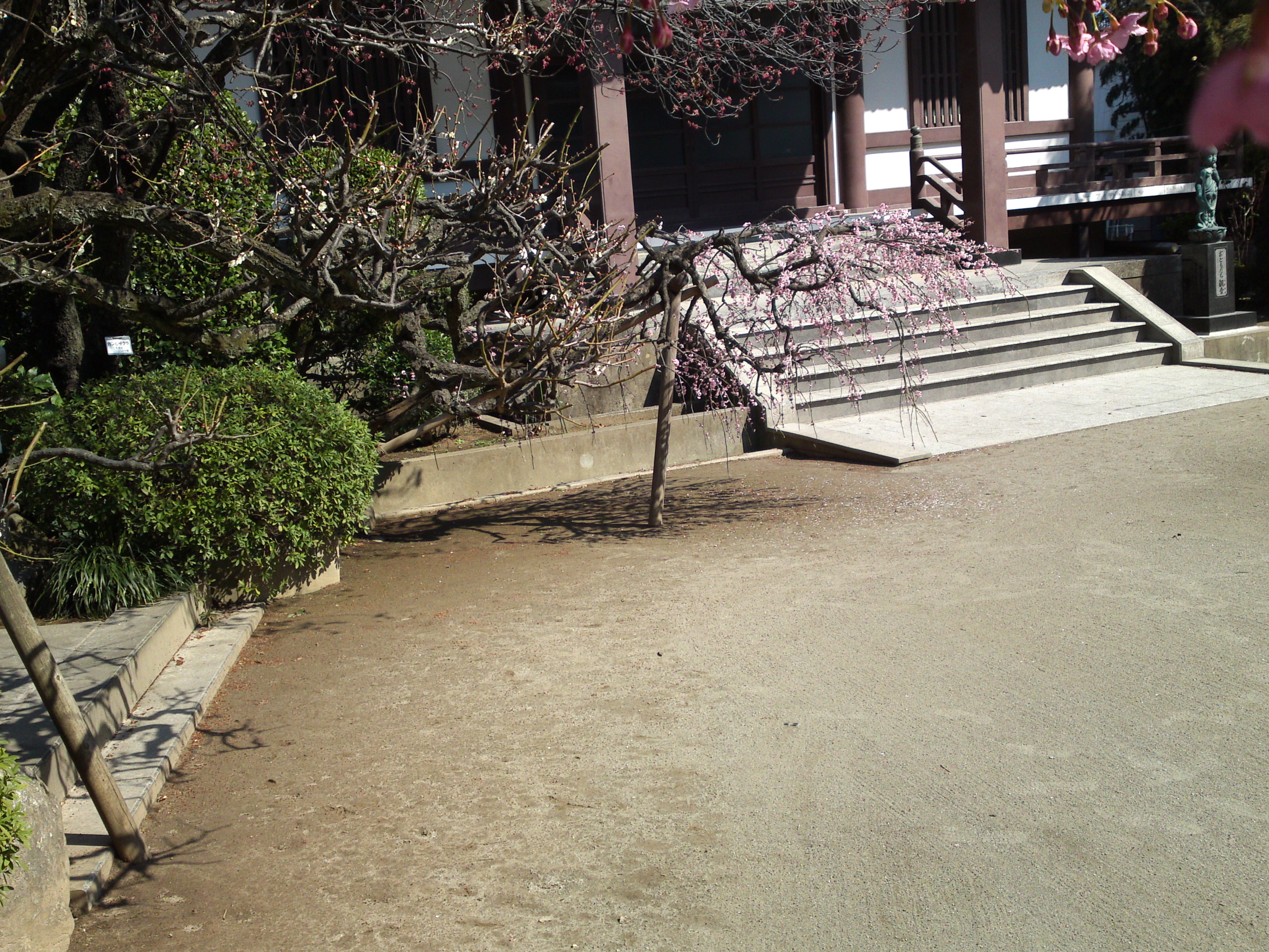 2019年大野山浄光寺に咲く梅と桜の花１２