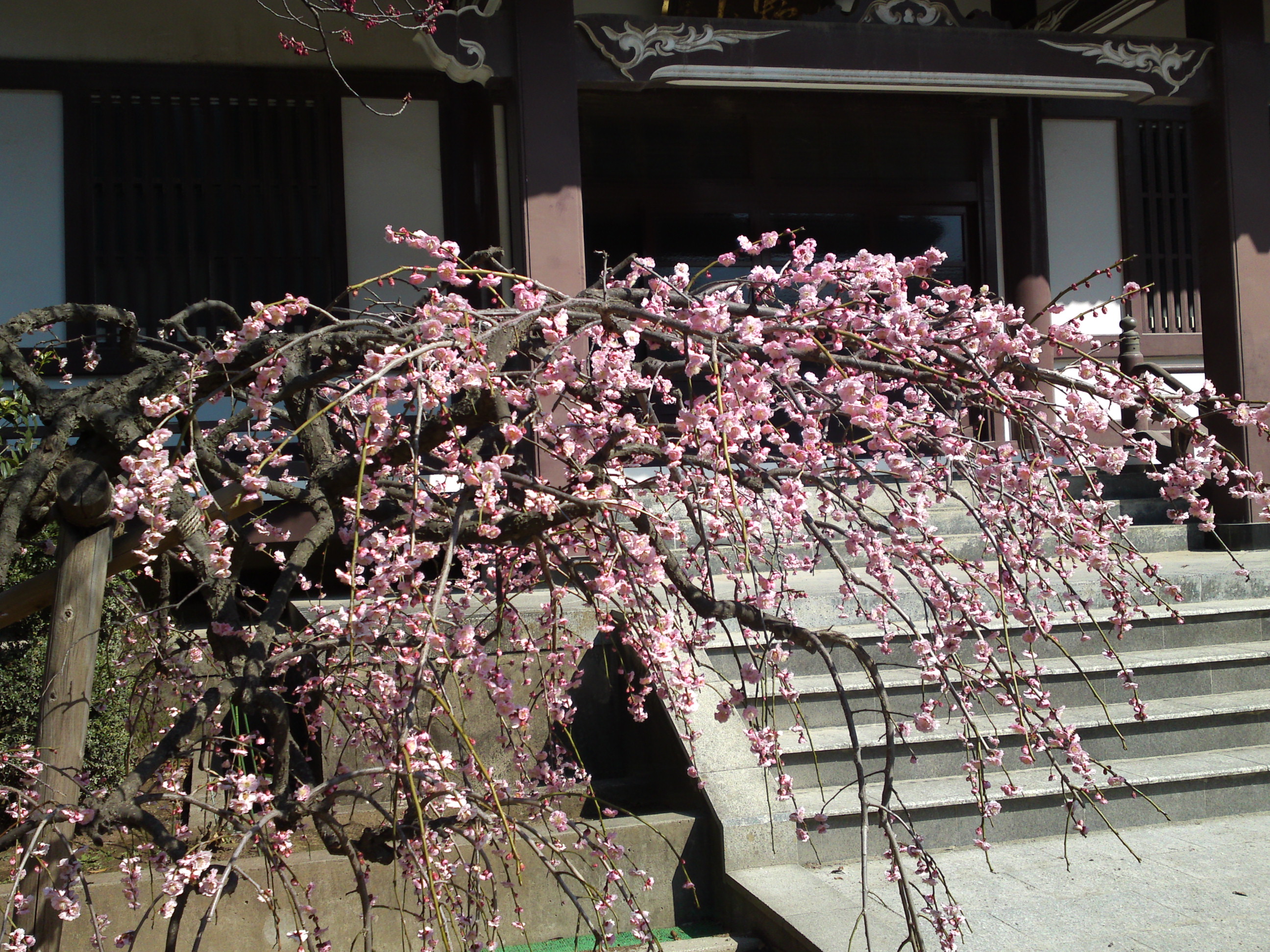 2019年大野山浄光寺に咲く梅と桜の花１３