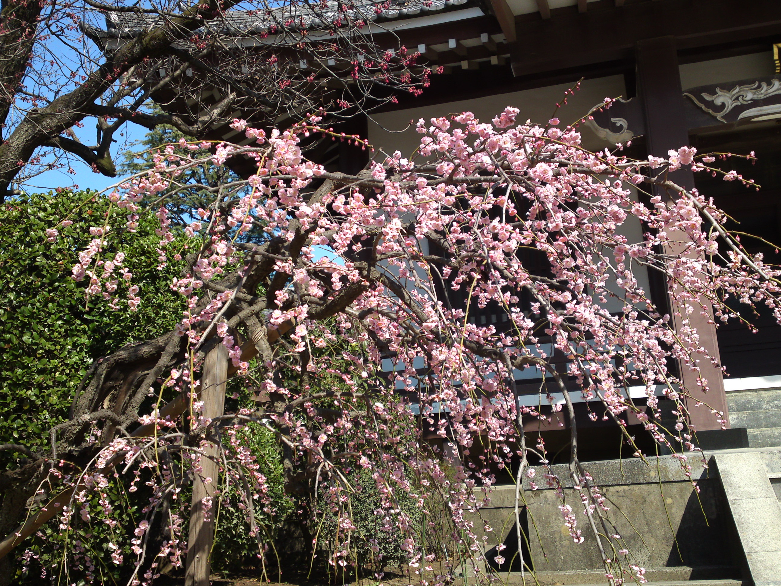 2019年大野山浄光寺に咲く梅と桜の花１４