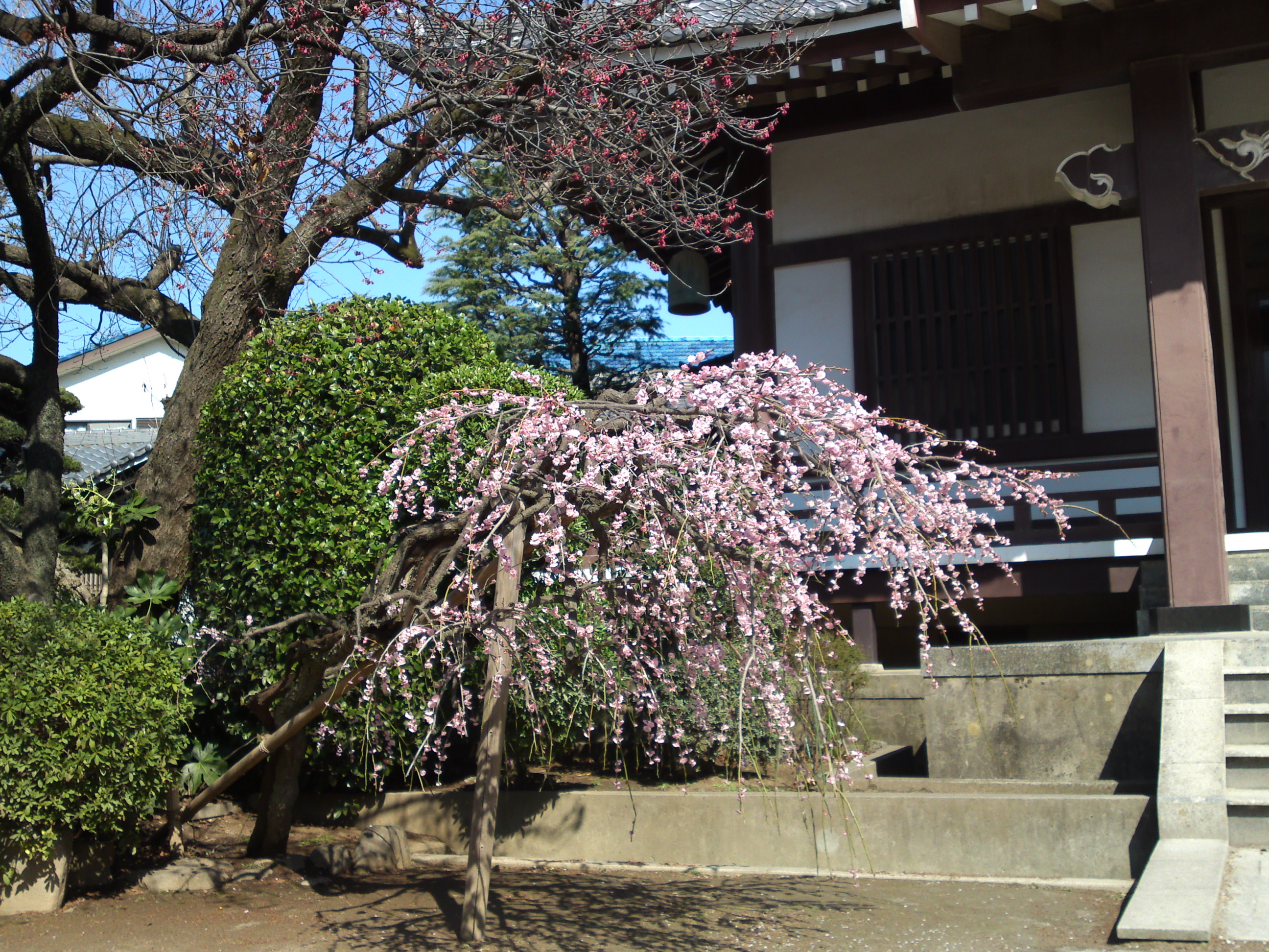 2019年大野山浄光寺に咲く梅と桜の花１５