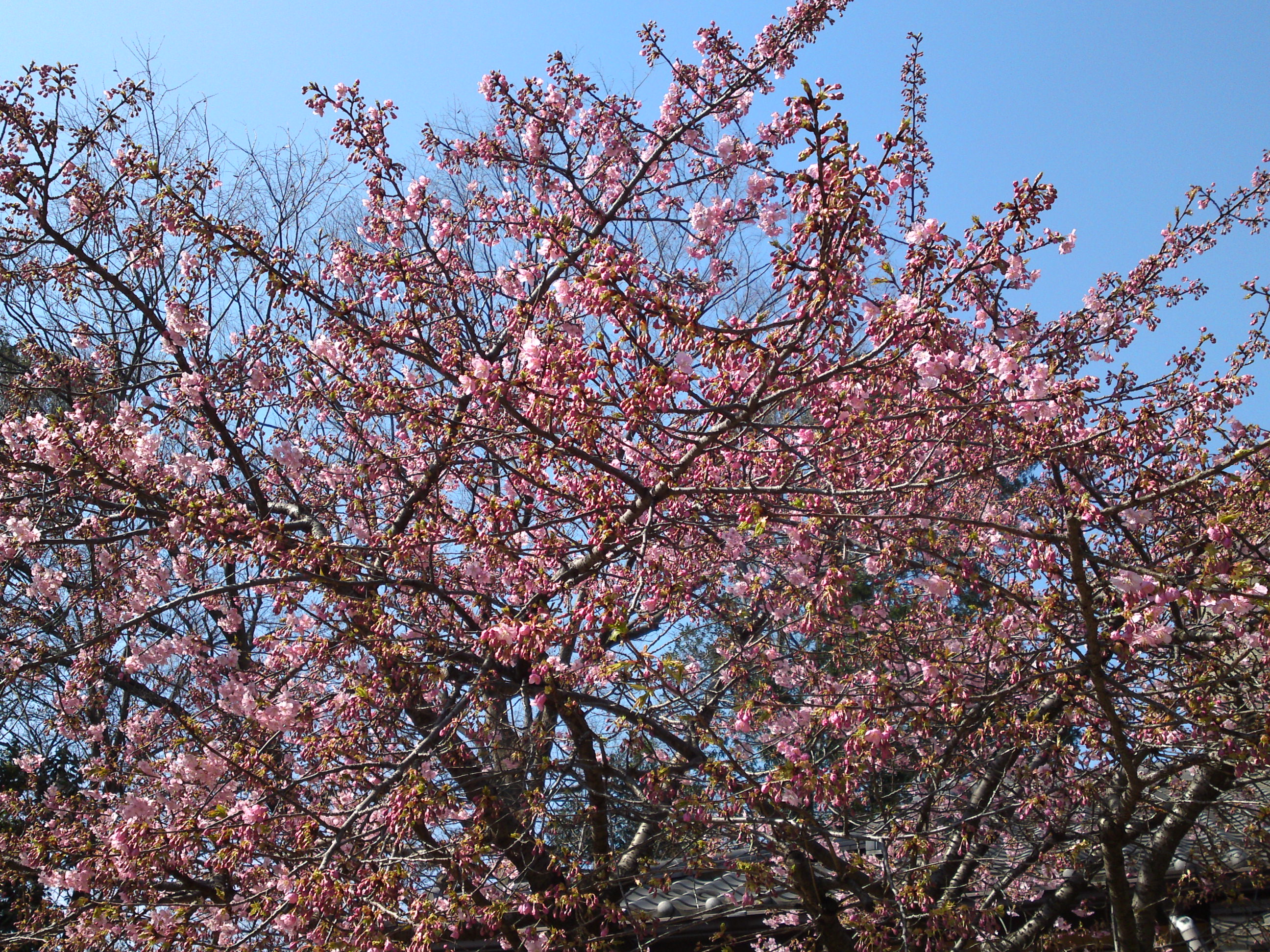 2019年大野山浄光寺に咲く梅と桜の花１６