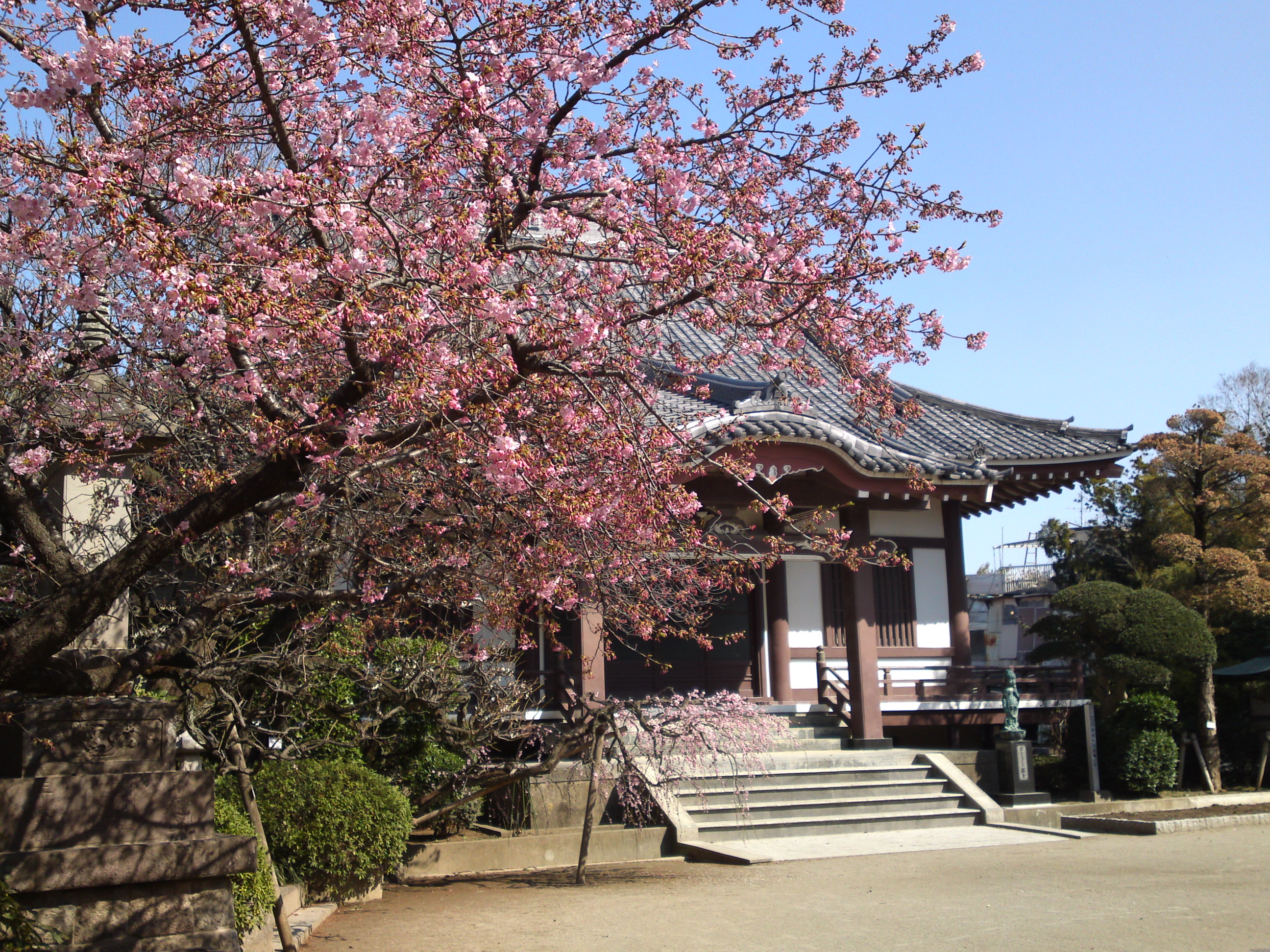 2019年大野山浄光寺に咲く梅と桜の花１７