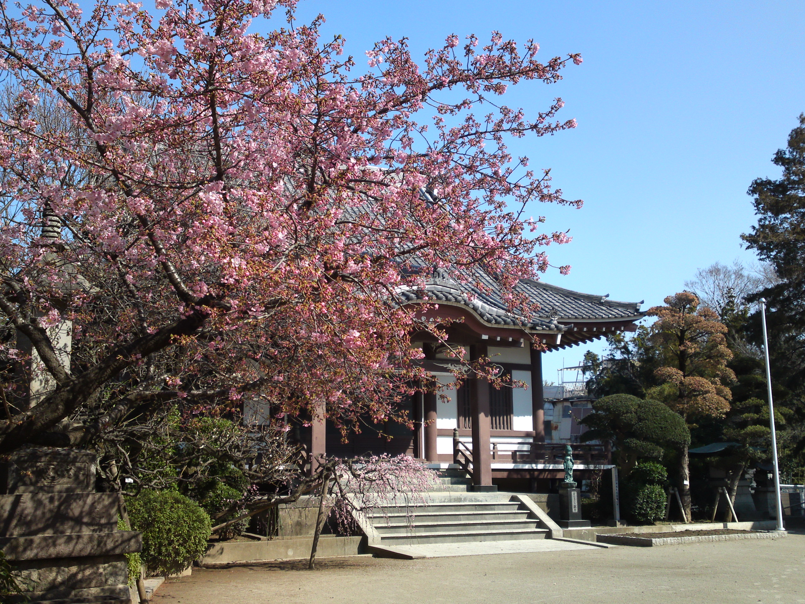 2019年大野山浄光寺に咲く梅と桜の花１８