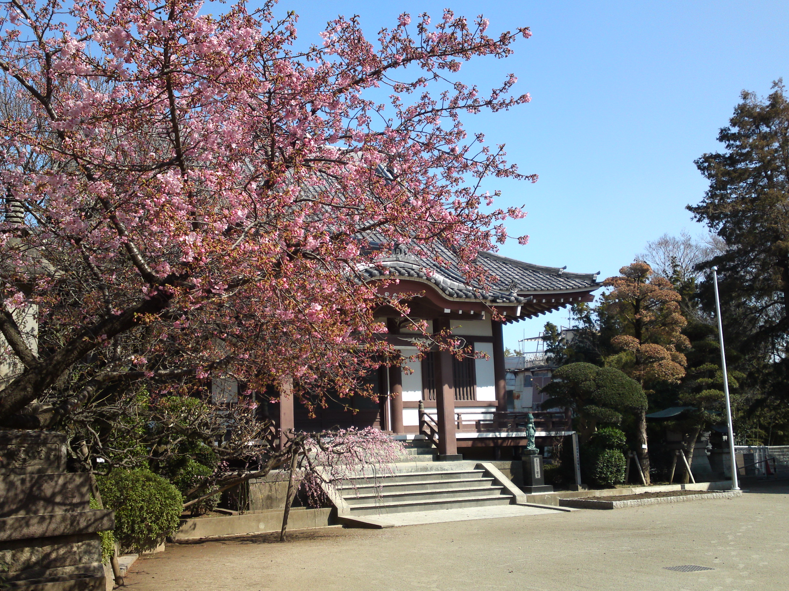 2019年大野山浄光寺に咲く梅と桜の花１９