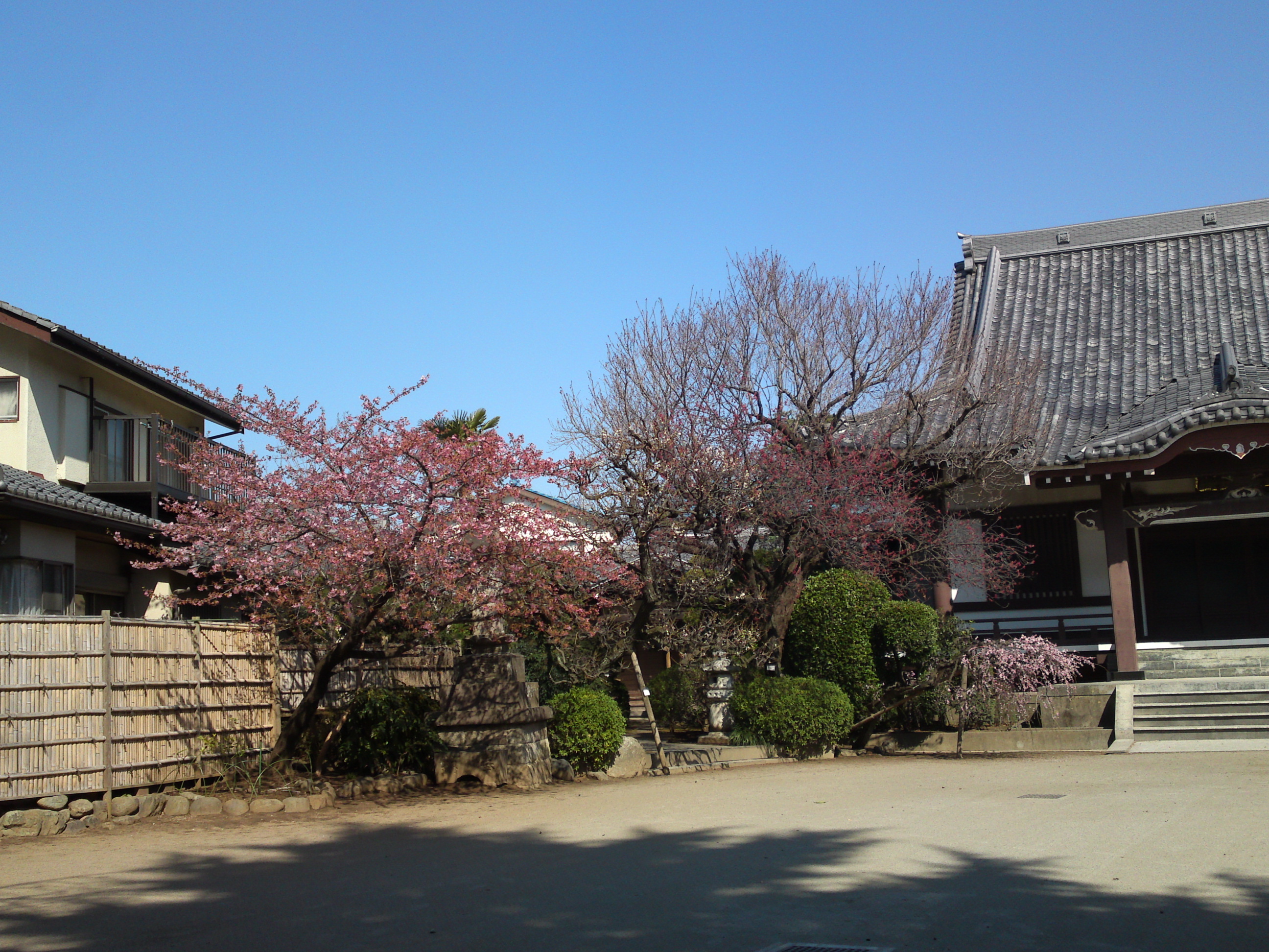 2019年大野山浄光寺に咲く梅と桜の花２１