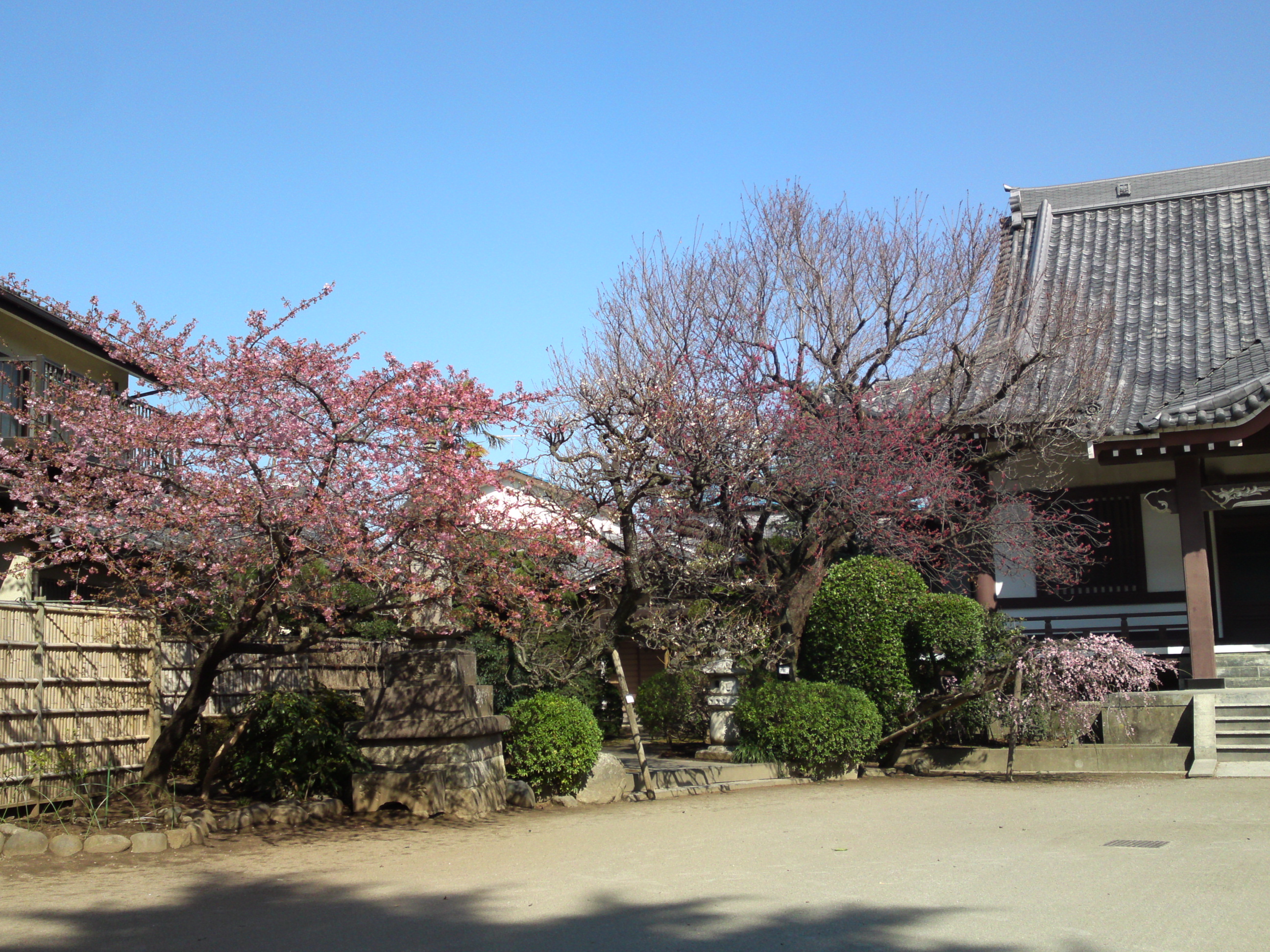 2019年大野山浄光寺に咲く梅と桜の花２２