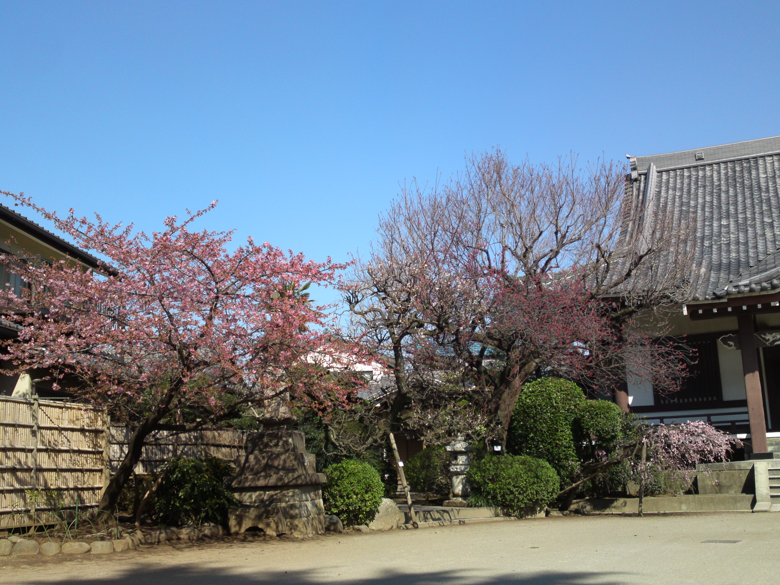 2019年大野山浄光寺に咲く梅と桜の花２３