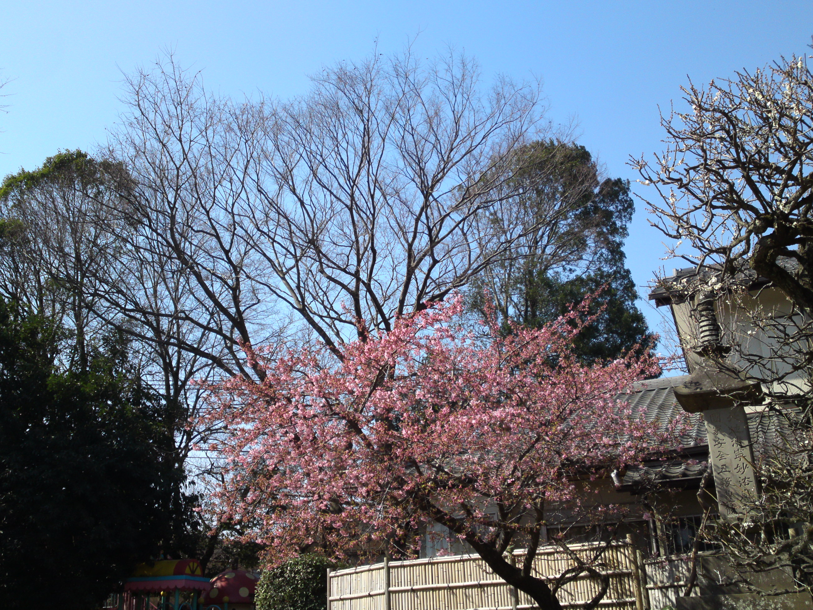 2019年大野山浄光寺に咲く梅と桜の花２４