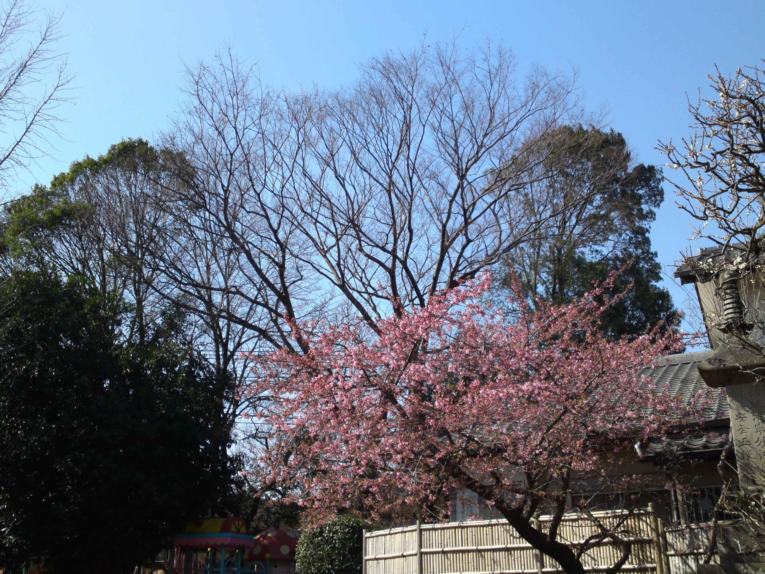 2019年大野山浄光寺に咲く梅と桜の花２５