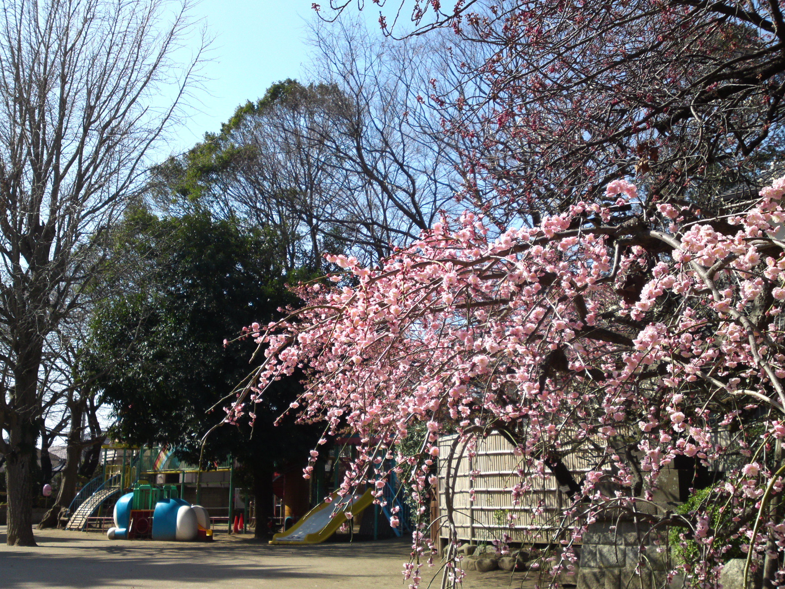 2019年大野山浄光寺に咲く梅と桜の花２６