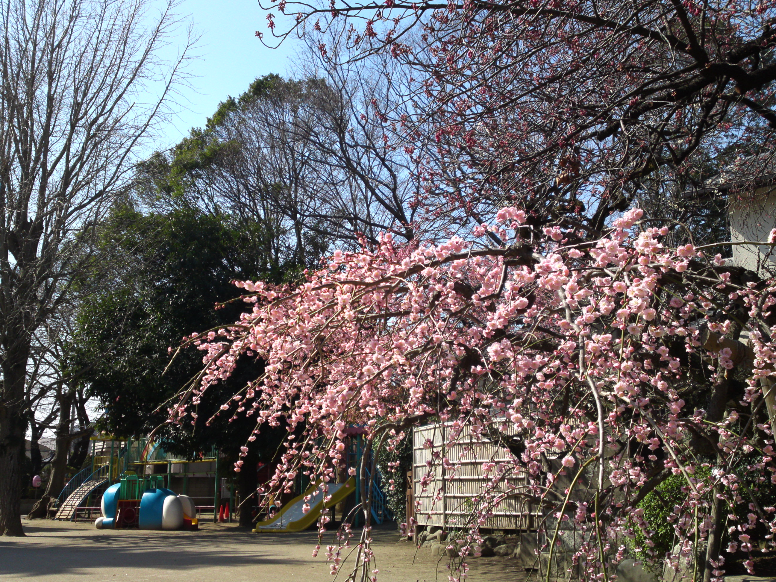 2019年大野山浄光寺に咲く梅と桜の花２７