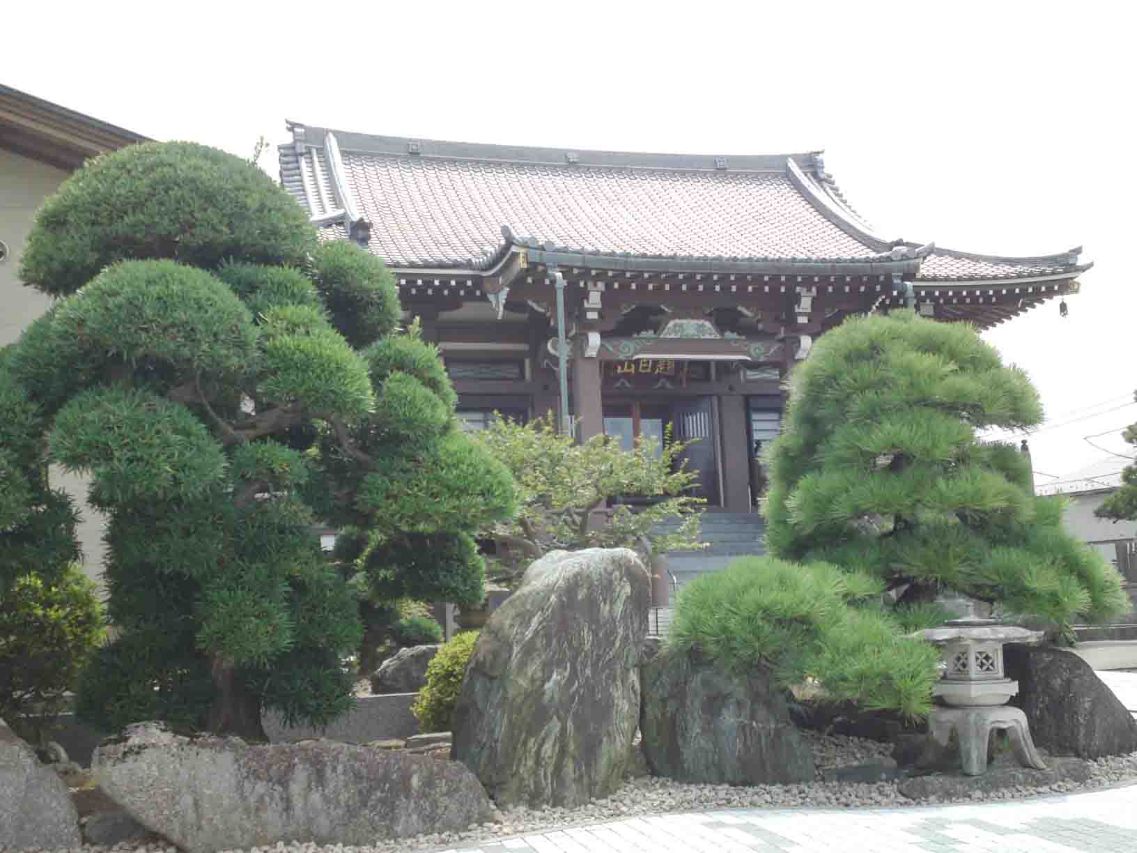 pine trees of Daimokusan Jounji Temple