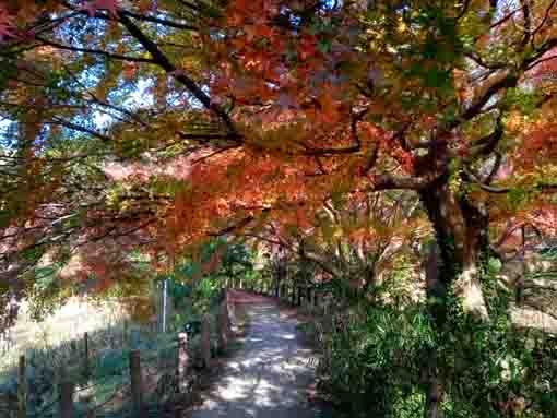 じゅん菜池緑地公園色づき始めた紅葉