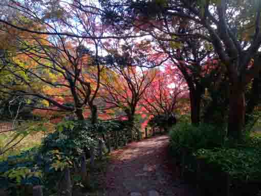 じゅん菜池緑地公園秋の風景