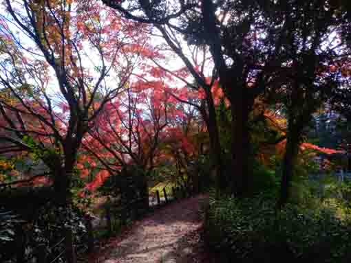 じゅん菜池緑地公園真っ赤な紅葉