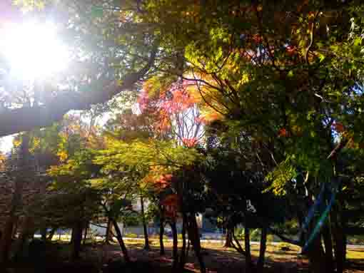 じゅん菜池緑地公園小径の秋の風景