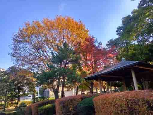 じゅん菜池緑地公園休憩所付近の秋の風景