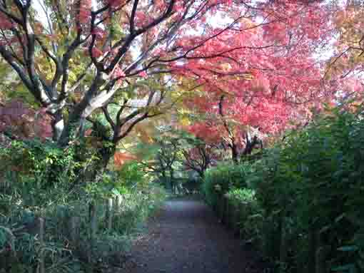 colored leaves in Junsaiike in 2019, 3