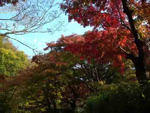 ジュンサイ池緑地公園の紅葉１