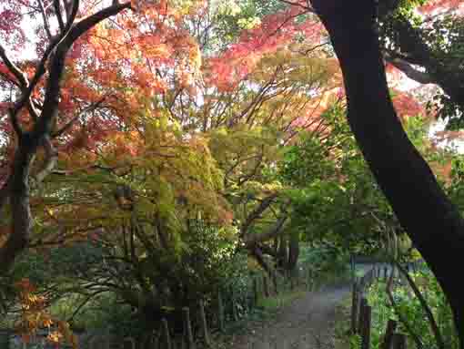 colored leaves in Junsaiike in 2019, 5