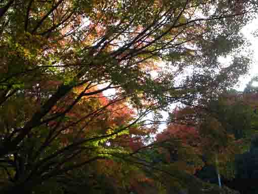 じゅん菜池緑地公園の秋の風景