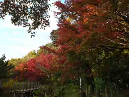 colored leaves in Junsaiike in 2019, 6