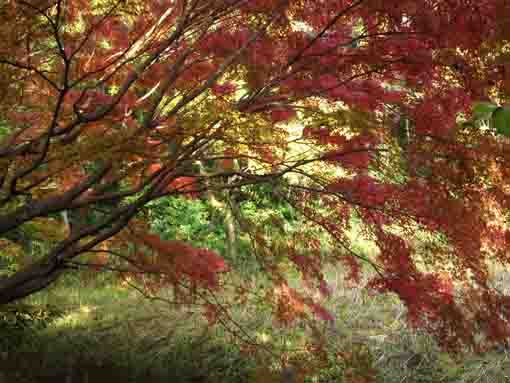 ジュンサイ池緑地公園の紅葉２