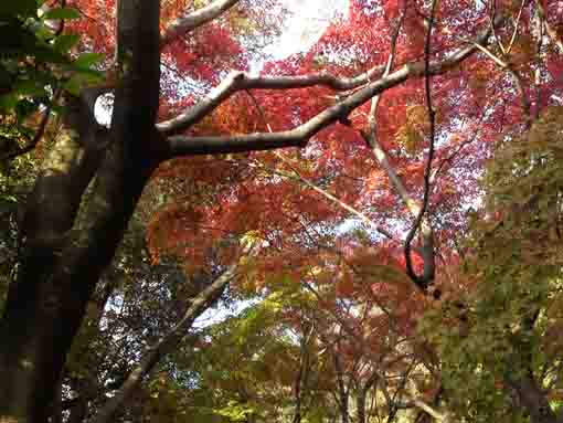 colored leaves in Junsaiike in 2019, 7