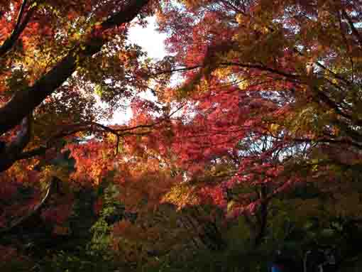 colored leaves in Junsaiike in 2019, 8