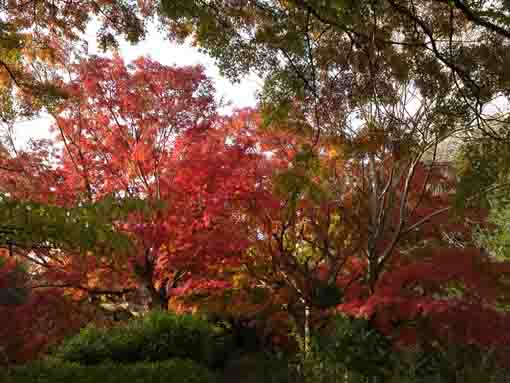 colored leaves in Junsaiike in 2019, 9