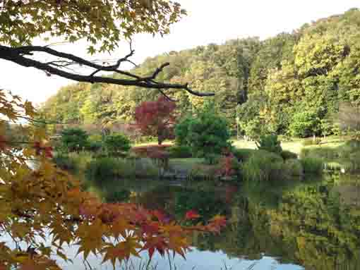 colored leaves in Junsaiike in 2019, 10