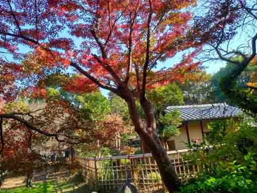 令和5年秋ジュンサイ池緑地公園の紅葉1