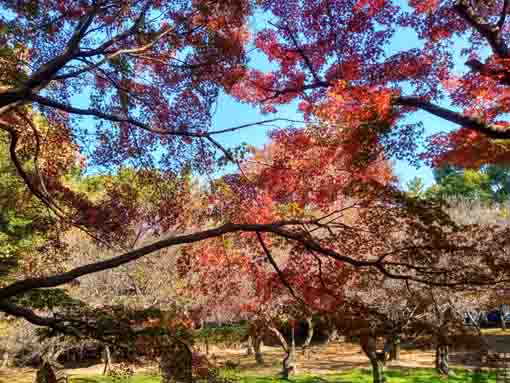 �ߘa�T�N�H�W�����T�C�r�Βn�����̍g�t�Q