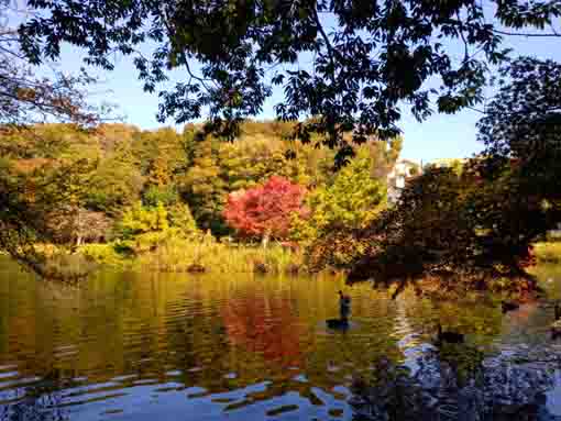 令和5年秋ジュンサイ池緑地公園の紅葉3