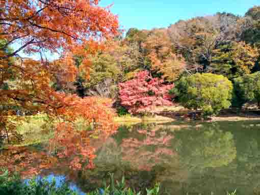 �ߘa�T�N�H�W�����T�C�r�Βn�����̍g�t�S